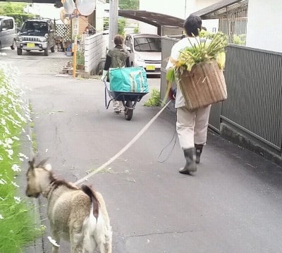 榛葉賀津也,家族,ヤギ,妻,子供,父親